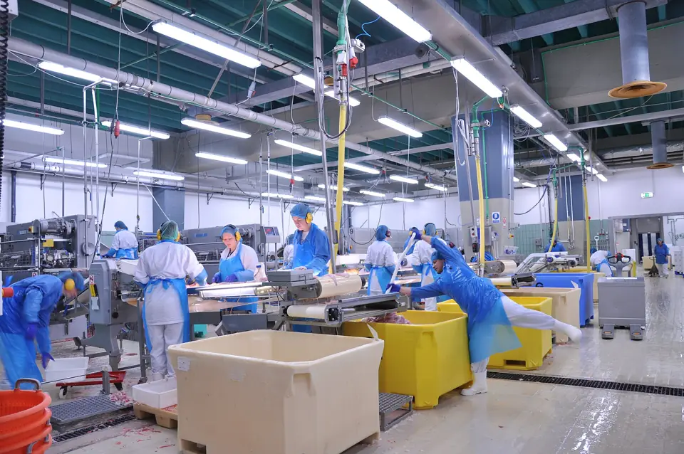 Workers in protective clothing at a fish processing line in a clean plant