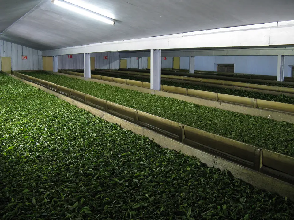 Freshly plucked green tea leaves spread on long withering troughs in a tea factory in Darjeeling